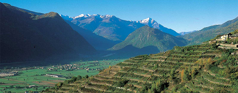 conti-sertoli-salis-cantina