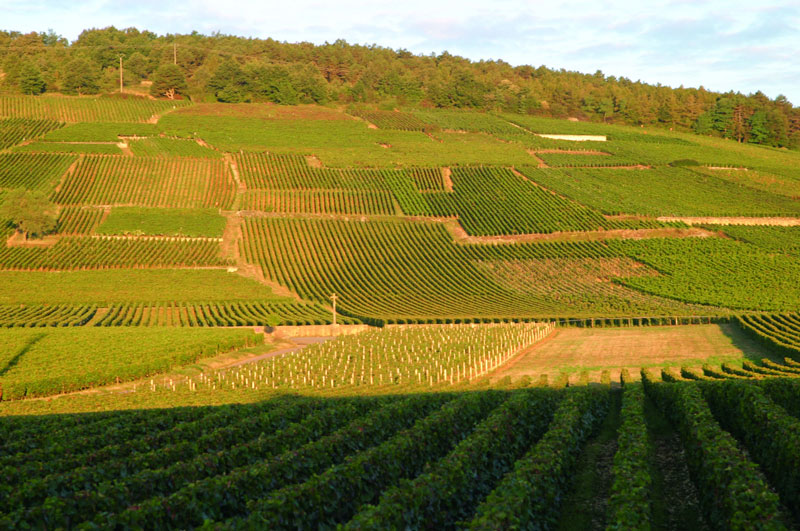 domaine-de-la-romane-conti-cantina